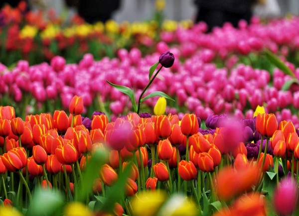 Вісім кілометрів тюльпанів: під Києвом створюють незвичайний парк
