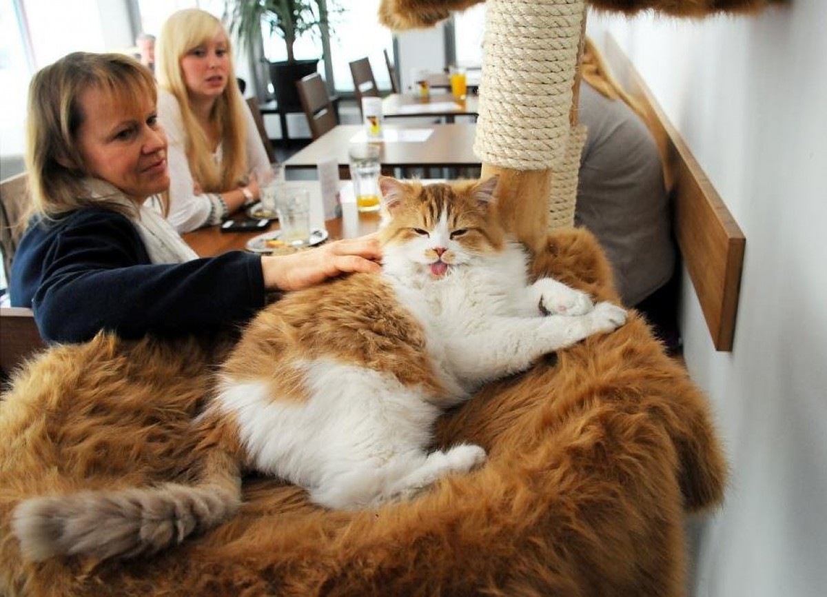 «Cat cafe» или «кошачьи кафе» со всего мира